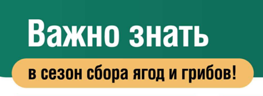 Инфографика ягоды, орехи, грибы…