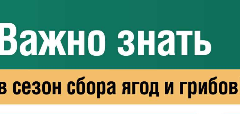 Инфографика ягоды, орехи, грибы…